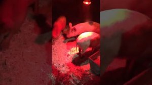 Содержание свиней на глубокой подстилке без бактерий