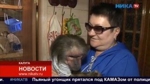 Семья приютила дома шесть обезьян