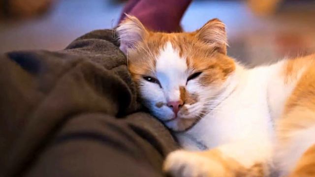 Як визначити ставлення кішки до господаря щодо того, де вона спить смотреть онлайн