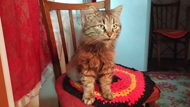 Ленивые чебуреки, очень быстро и просто! Ледачі чебуреки, смакота!
