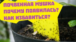 Почвенная мушка. Почему появилась, как избавиться?