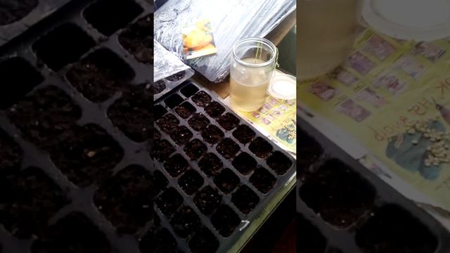 Висіваємо перець і баклажани. ВИРОЩУВАННЯ РОЗСАДИ.