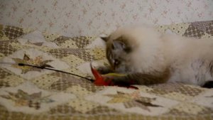 Невская маскарадная