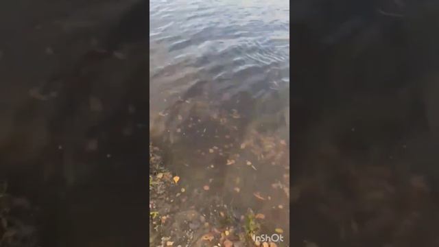 Запуск форели от 01/11/23г. навеска рыбы от1кг до 2кг.