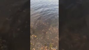 Запуск форели от 01/11/23г. навеска рыбы от1кг до 2кг.