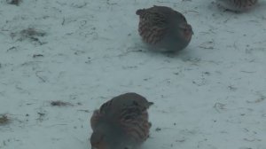 Teetar ||Gray partridge in snow|| Серая куропатка зимой || Keklik karda oynuyor #keklik#kabk