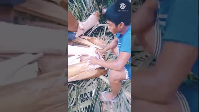 How To Get Heart of #Coconut#Palm#Heart#Ubod ng#Niyog#short#beta смотреть онлайн