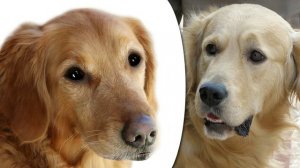 Золотистый (голден) ретривер - породы собак.