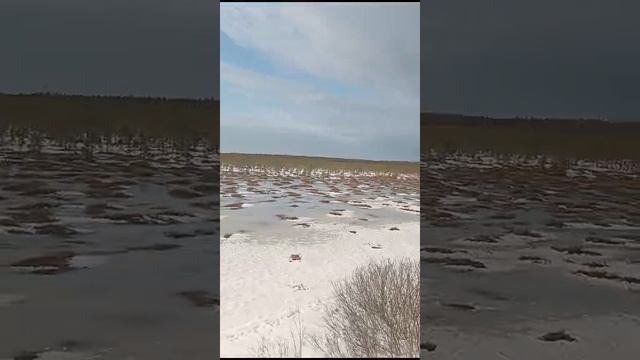 С полей под Ржевом сходит снег. Скоро на поиск.