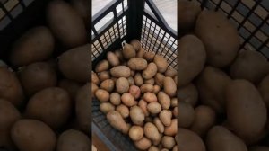 Семенной картофель "Радриго" и "Розара"