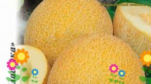 Дыня Золушка F1 (Дыня). Краткий обзор, описание характеристик, где купить семена cucumis melo