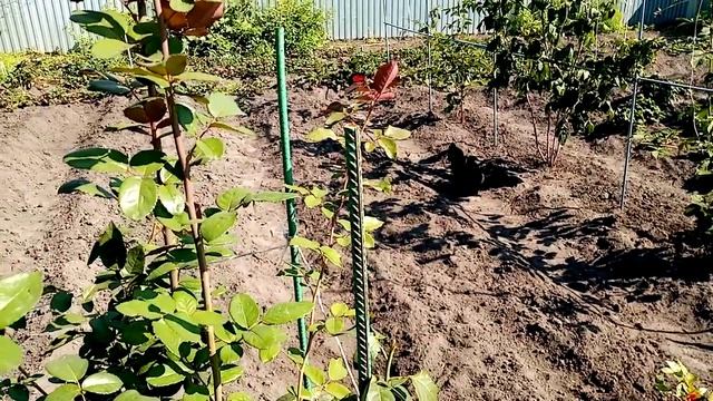 Летний Уход за Бордовой РОЗОЙ!!!  ПОДКОРМКА!!!   15 августа 2021г.