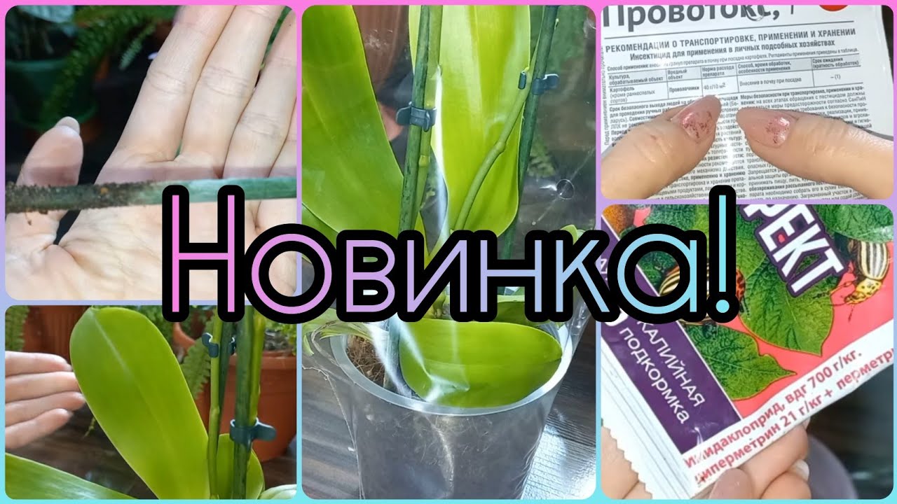 Мечта сбылась?Супер ароматная ОРХИДЕЯ?Первичная обработка Орхидеи после покупки?Фаленопсис цветёт
