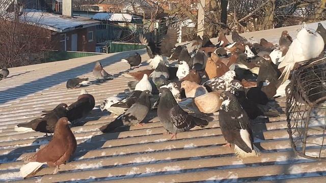 Голуби николаевские 8 января 2023 г. смотреть онлайн