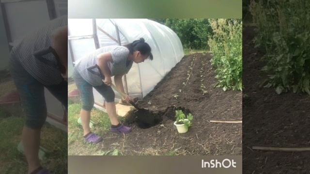 Новый вольер для цыплят, как прошёл день. смотреть онлайн