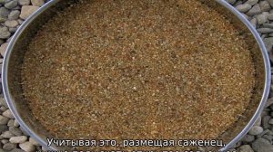 Абрикос Саратовский Рубин