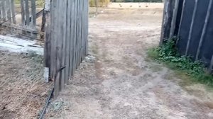 Сад с нуля. Планируем первую хвойную посадку.Туя.Ель голубая.Тис Ягодный.Можевельник Булевард. Кедр