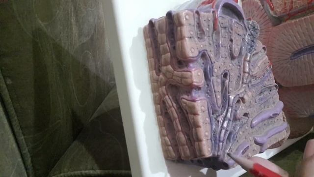 GIT Histology | Model discription liver | Part 4 | Dr Shehla Aman смотреть онлайн