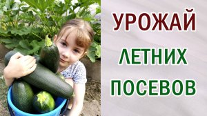 Урожай от летних посевов. Что можно вырастить в июле - августе. Стоит ли сеять летом. #урожай