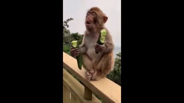 СМЕШНЫЕ КОШКИ 2021 И ДРУГИЕ ЖИВОТНЫЕ/ СМЕШНЫЕ ЖИВОТНЫЕ 2021/ЛУЧШИЕ . серия 2 смотреть онлайн