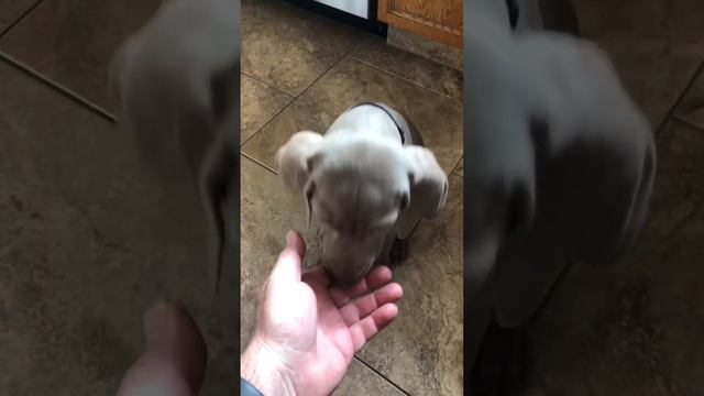 Weimaraner a smart puppy!