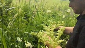 Заготовка таволги (лабазник)