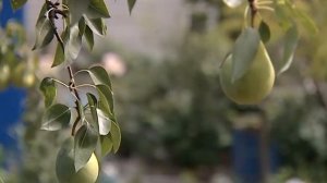 Зацвела груша в августе