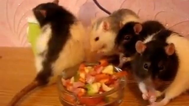 Питание крыс КРЫСЫ ДОМАШНИЕ Декоративная крыса ВИДЕО ПРО КРЫС @V.Viktoria