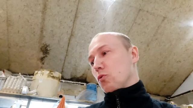 ГОЛУБОЕ ЯЙЦО/экоферма64/эксперимент/день второй/техасский перепел/ перепелиное инкубационное яйцо