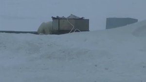 Новая земля медведь гуляет в Белушке