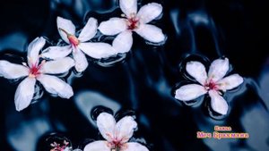 Яма и Нияма. Основные принципы жизни и развития.