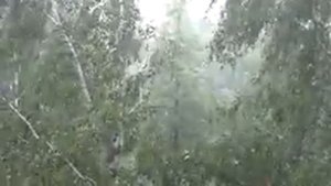 Ураган в Перми. Ветер гнет деревья.