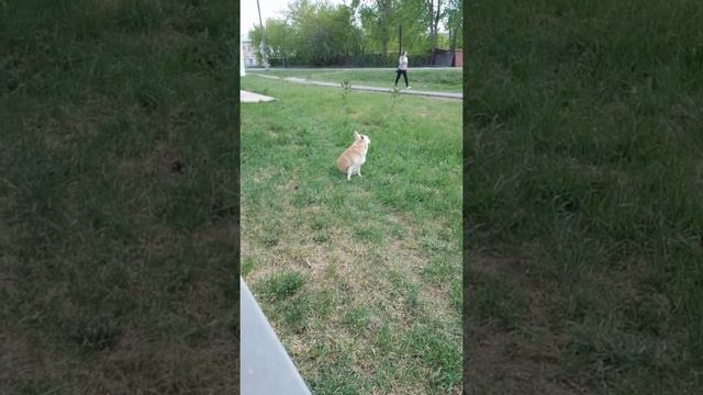 Дара на прогулке.? Собака-долгожитель.?Короткое видео. #short #shorts #короткоевидео