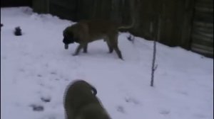 Английский мастиф питомник Grand life energy ( English Mastiff )