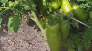 Томаты на улице. Результаты сорт Дрова.