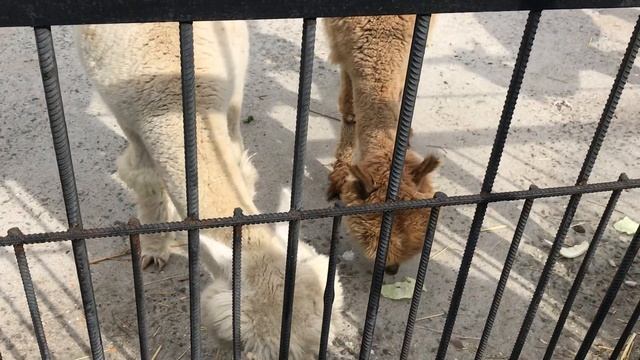 В Тайгане новое чудо рождения! Kid in the alpaca family in Taigan !!!