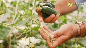 ВОТ КАК ОГУРЦЫ РАСТУТ ДОМА – Гибридный сорт Домосед F1