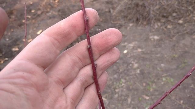 Спасёт ли прищипка абрикосов от заморозков? смотреть онлайн