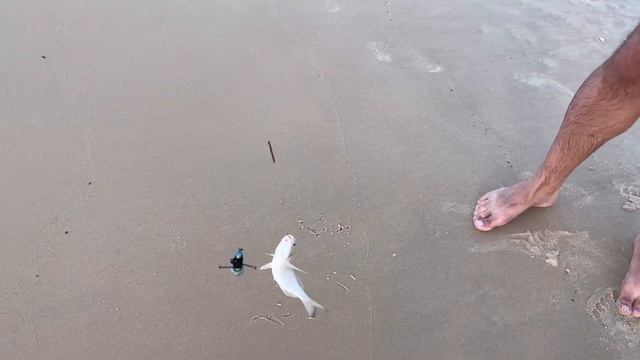 Рыбалка в Израиле с берега в ноябре. Рыба кехлен. смотреть онлайн