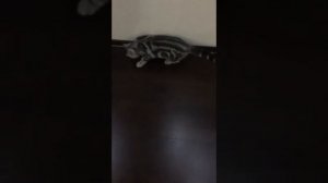 Как дрессировать кошек (общий курс дрессировки кота)