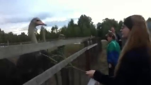 Настя кормит страуса смотреть онлайн