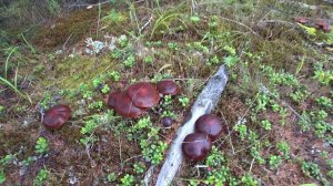 А ВЫ С НАМИ ЗА ГРИБАМИ?