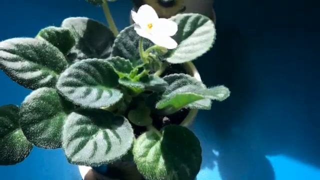 Фиалки расцветают смотреть онлайн