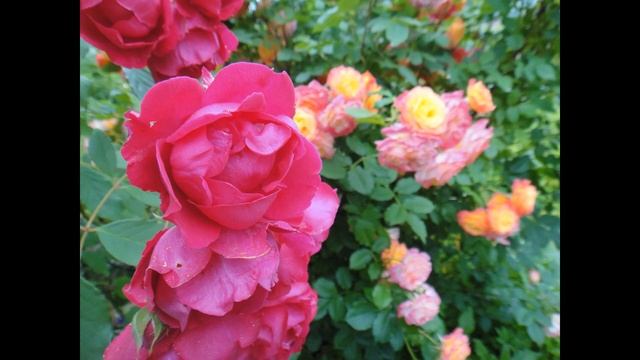 Мои фото РОЗ в июле 2020Г. смотреть онлайн