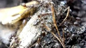 Olympus FE-5020: sample macro video