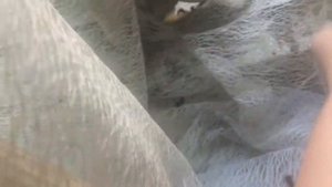 К чему снятся рыжие коты?