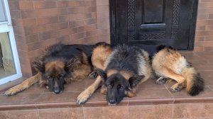 ОГРОМНЫЕ Немецкие овчарки Герман и Кайзер.