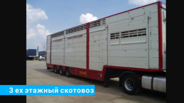 Перевозка скота, услуги скотовоза, Заказать скотовоз. +7 965-617-60-05 WhatsApp