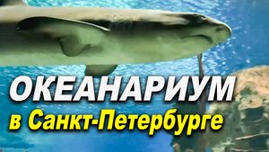 Океанариум в Санкт-Петербурге