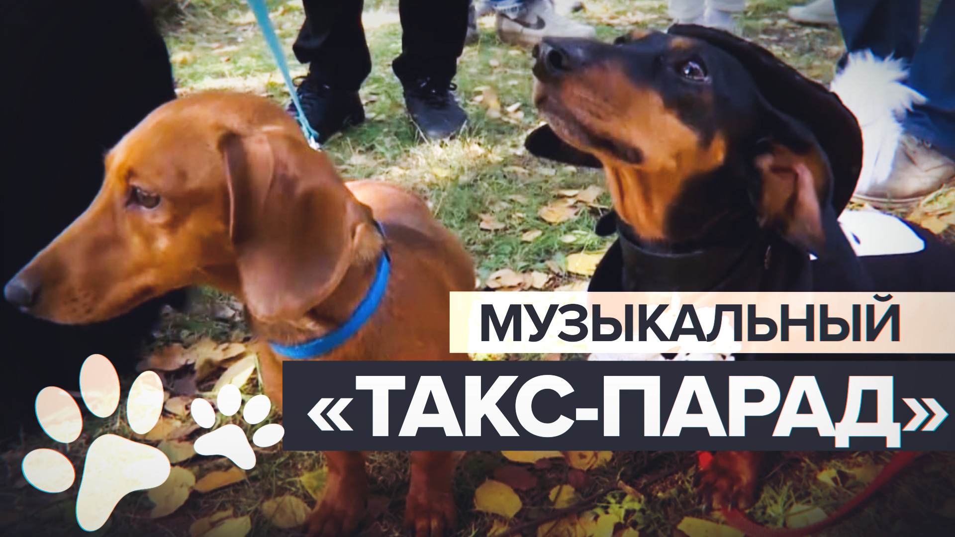 В Санкт-Петербурге прошёл фестиваль такс — видео